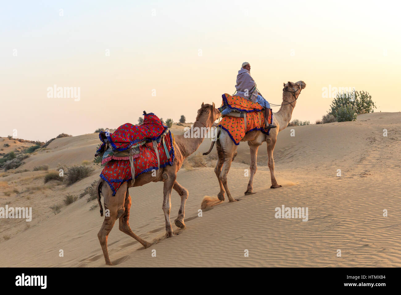 Camel safari, Thar Desert, Rajasthan, India Stock Photo
