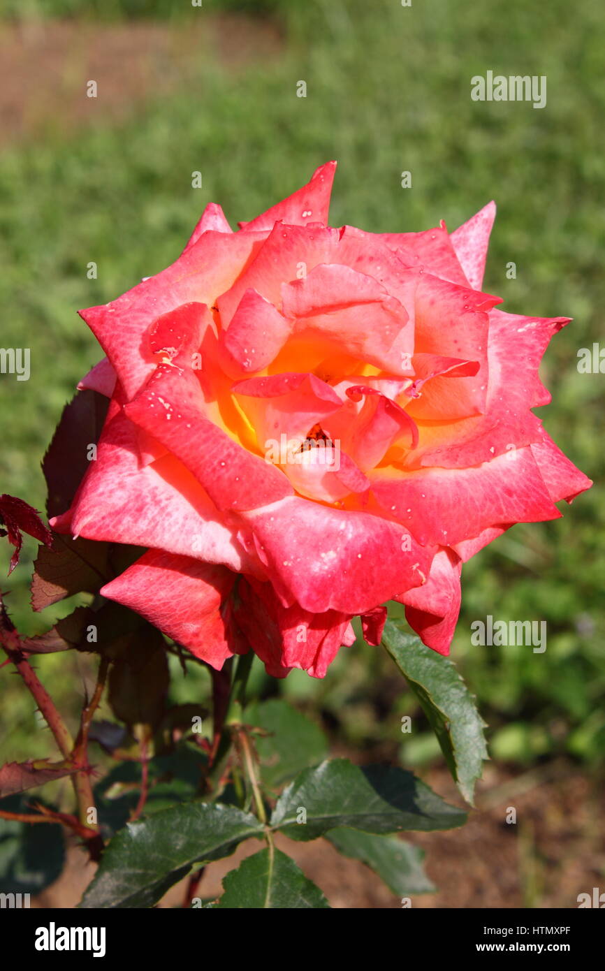 Closeup view of a beautiful pink rose Stock Photo - Alamy