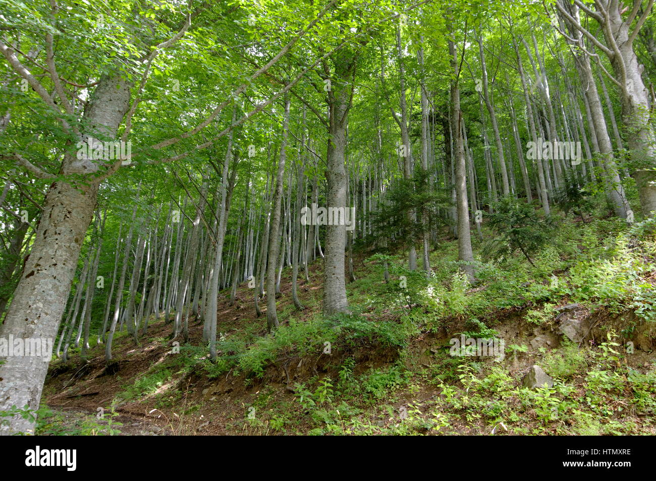 Poplar grove in the underbrush with sun getting through the trees - Woods of Abetone, Pistoia, Tuscany, Italy, Europe - Craggy slopes series Stock Photo
