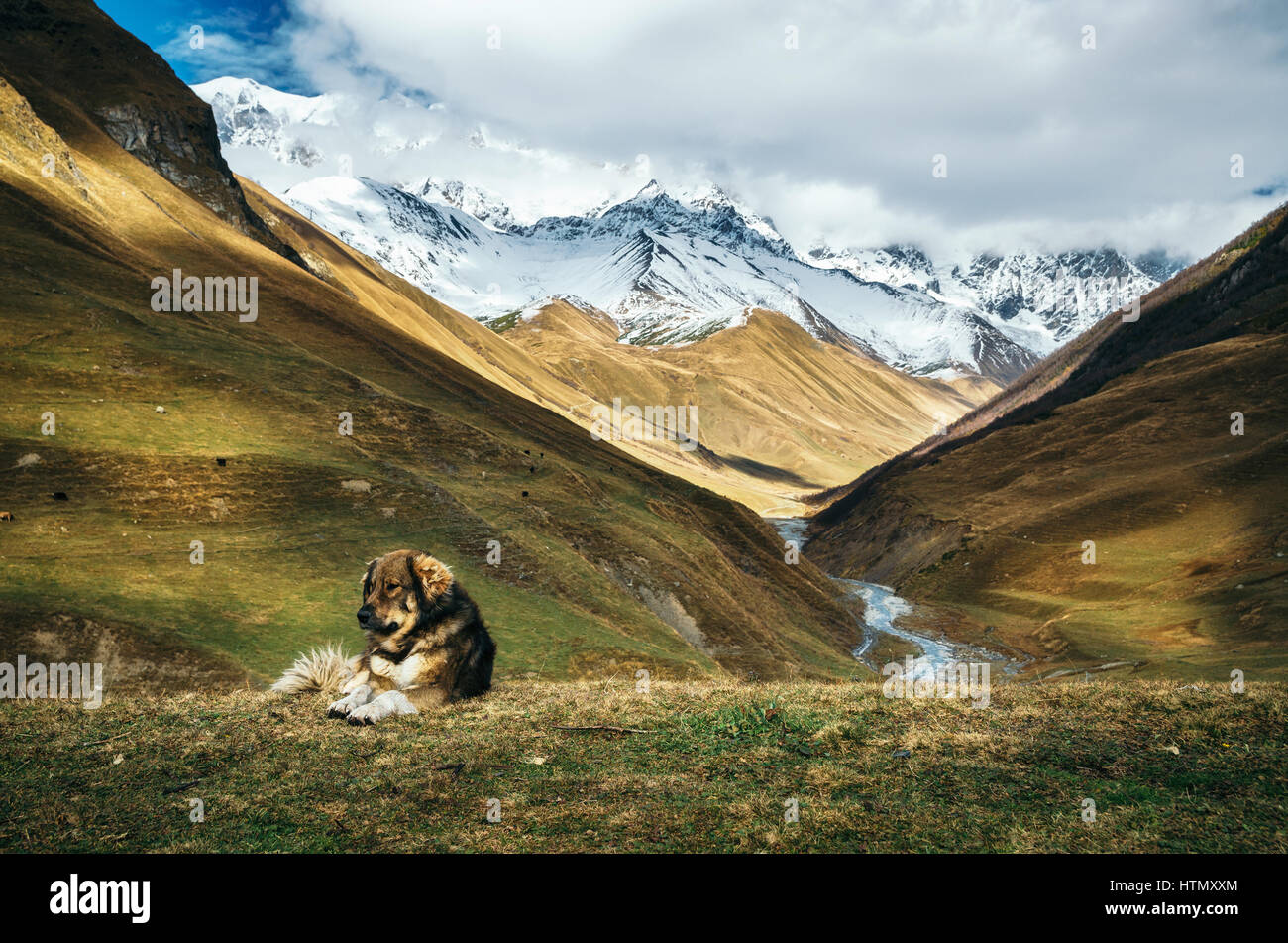 Caucasian Shepherd dog sit on the top of a hill against Enguri river gorge and Shkhara mountain. Greater Caucasus Mountains Range on the background. S Stock Photo