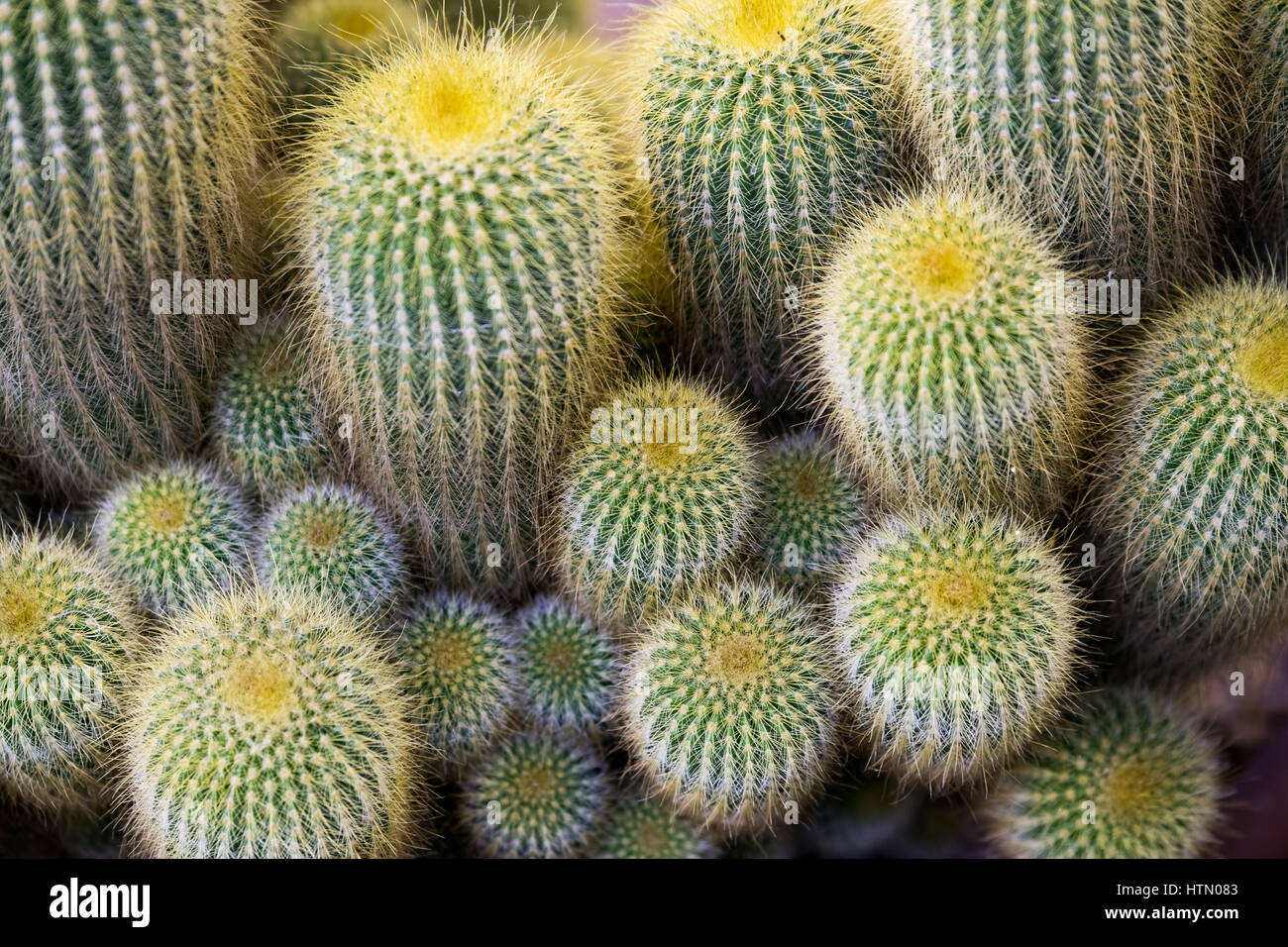 Cactus details macro close up background Stock Photo - Alamy