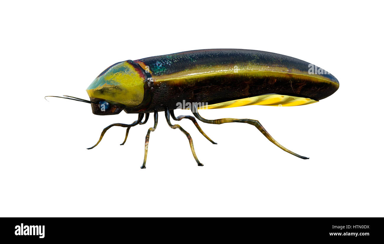 3D rendering of a lightning bug isolated on white background Stock Photo