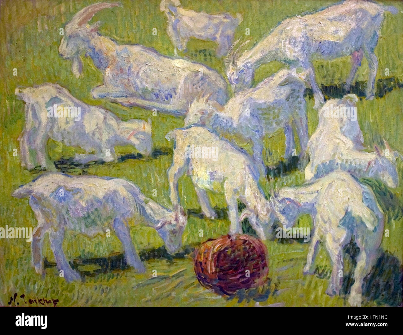 Tarhov Goats in Sunlight Stock Photo Alamy