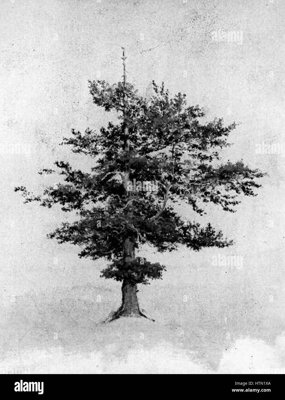 Karel Liebscher 23.2.1851-20.4.1906 - Studie stromu Stock Photo