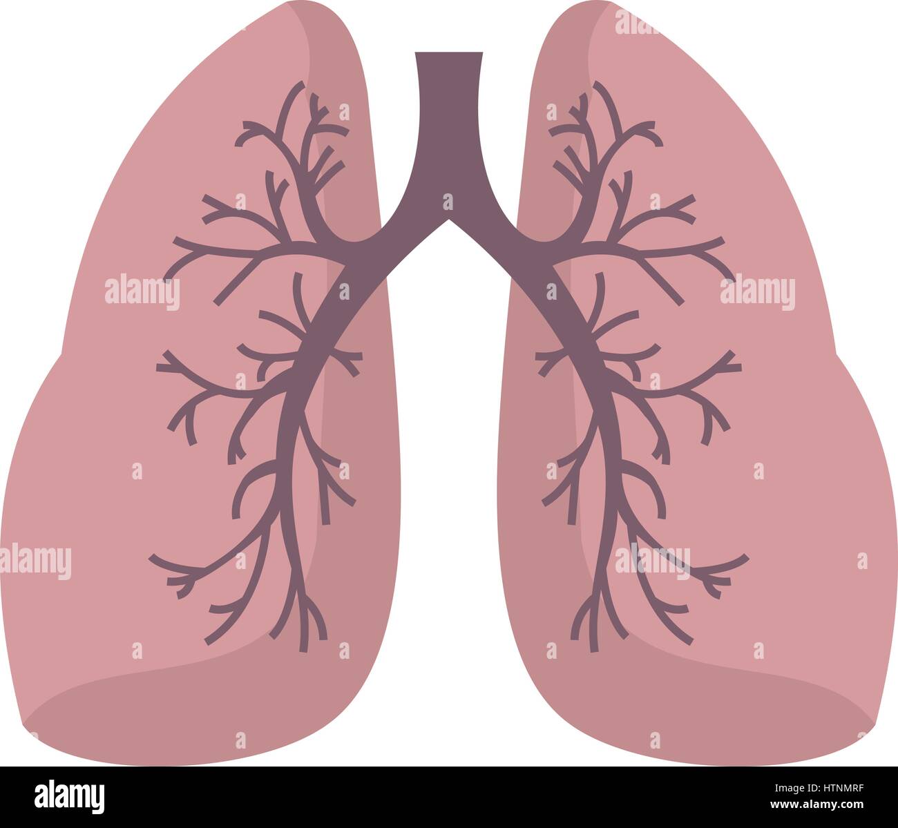 Lungs icon in flat style isolated on white background vector ...