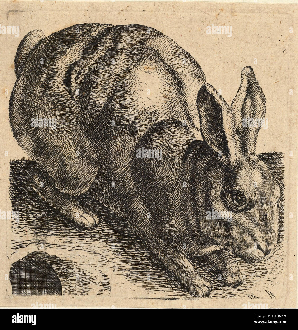 Crouching hare hi-res stock photography and images - Alamy