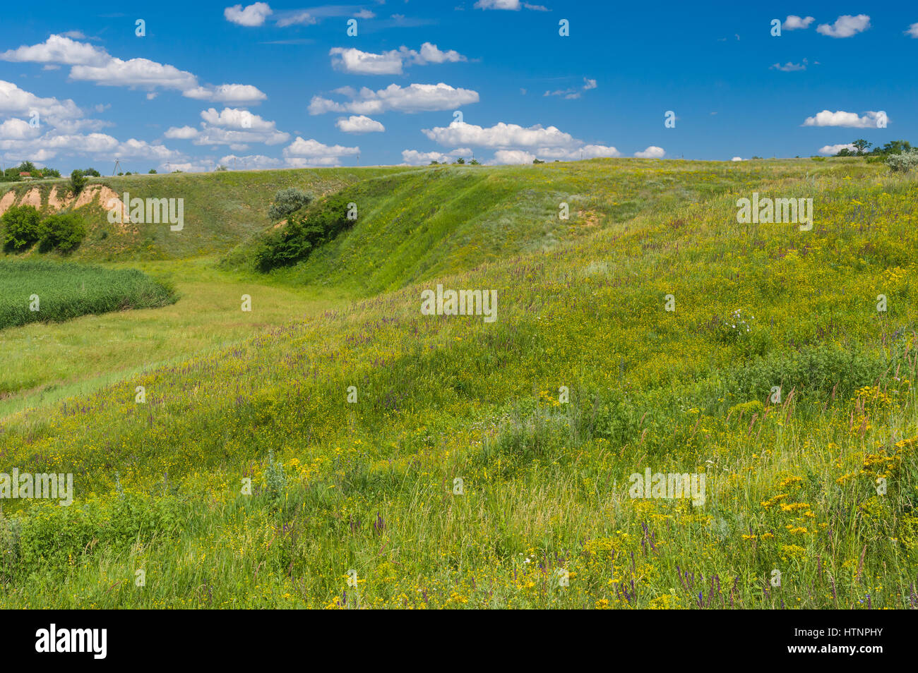 June landscape with hills overgrown with wild grasses in rural Ukrainian area Stock Photo Alamy