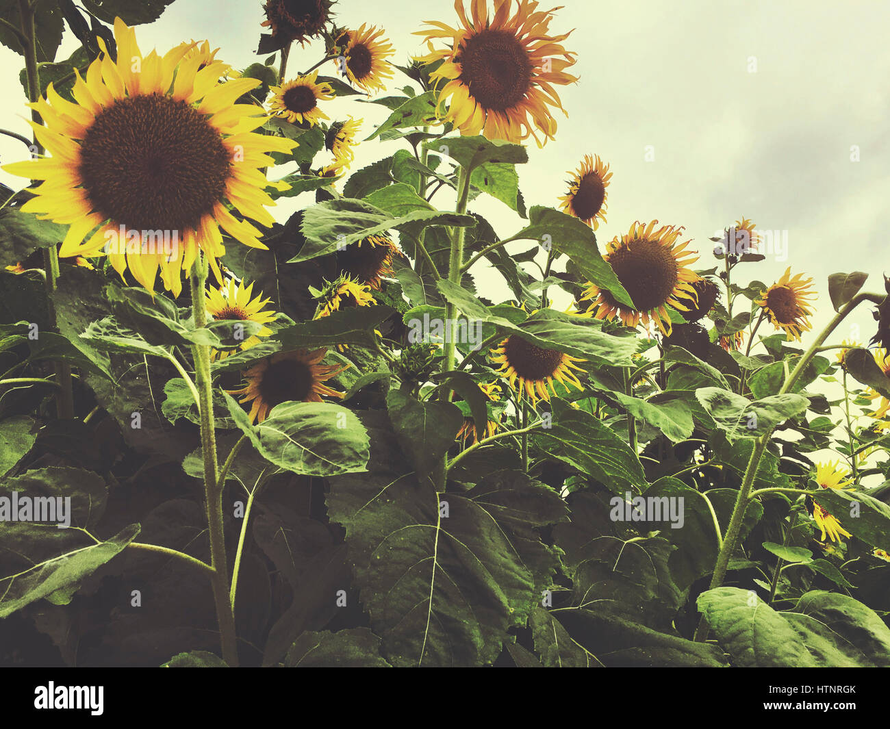 Sunflower Field Countryside Agriculture Concept Stock Photo - Alamy