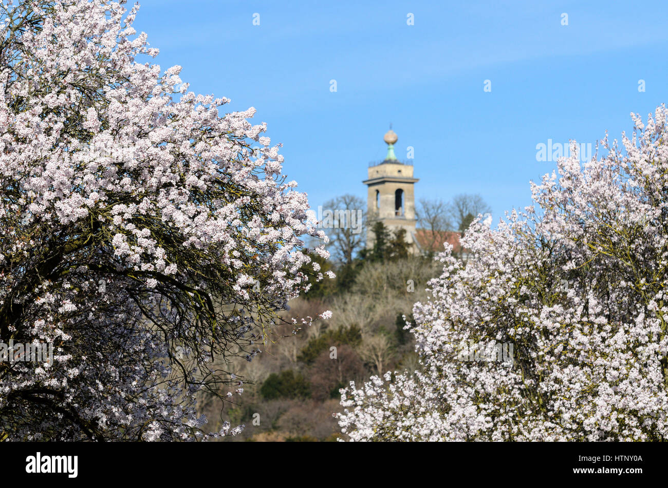 West Wycombe, UK. 13th March 2017. UK Weather. A warmer than average temperature was enjoyed in the Chiltern Hills today as blossom signals the onset of Spring. Credit: Michael Winters/Alamy Live News Stock Photo