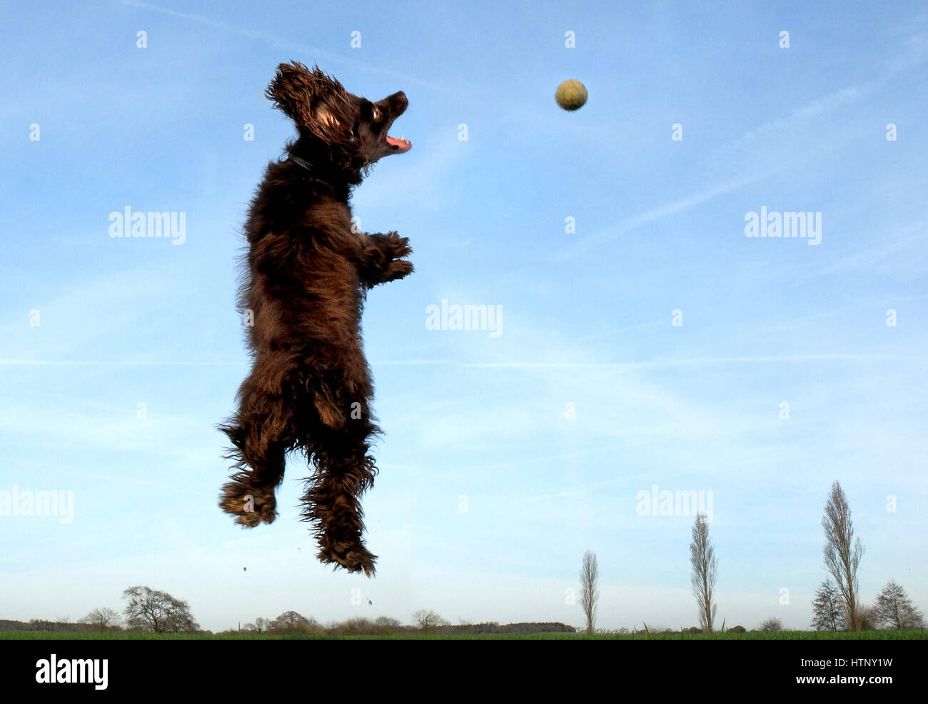 Ripe, East Sussex. 13th March 2017. Cocker spaniel jumping for a ball at the end of a sunny Spring day in East Sussex. Credit: Peter Cripps/Alamy Live News Stock Photo