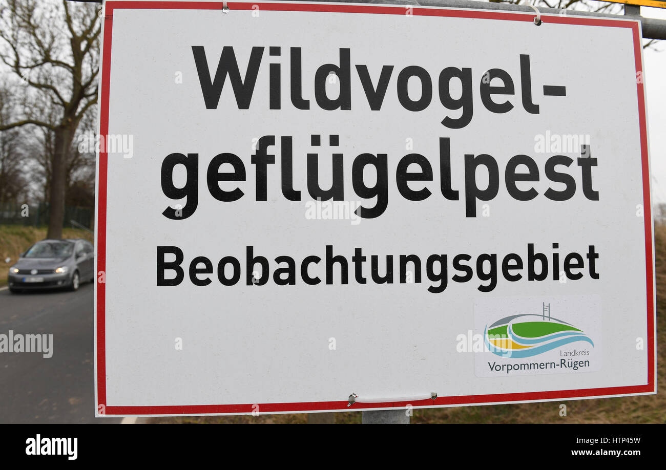 Garz, Ruegen Island, Germany. 13th Mar, 2017. A sign reading "Wildgefluegelpest: Beobachtungsgebiet" (Wild bird flu: observation area) has been mounted to the town boundary sign in Garz, Ruegen Island, Germany, 13 March 2017. Dogs and cats are not allowed to roam free. They themselves do not normally fall sick, but can spread the virus. Photo: Stefan Sauer/dpa-Zentralbild/dpa/Alamy Live News Stock Photo