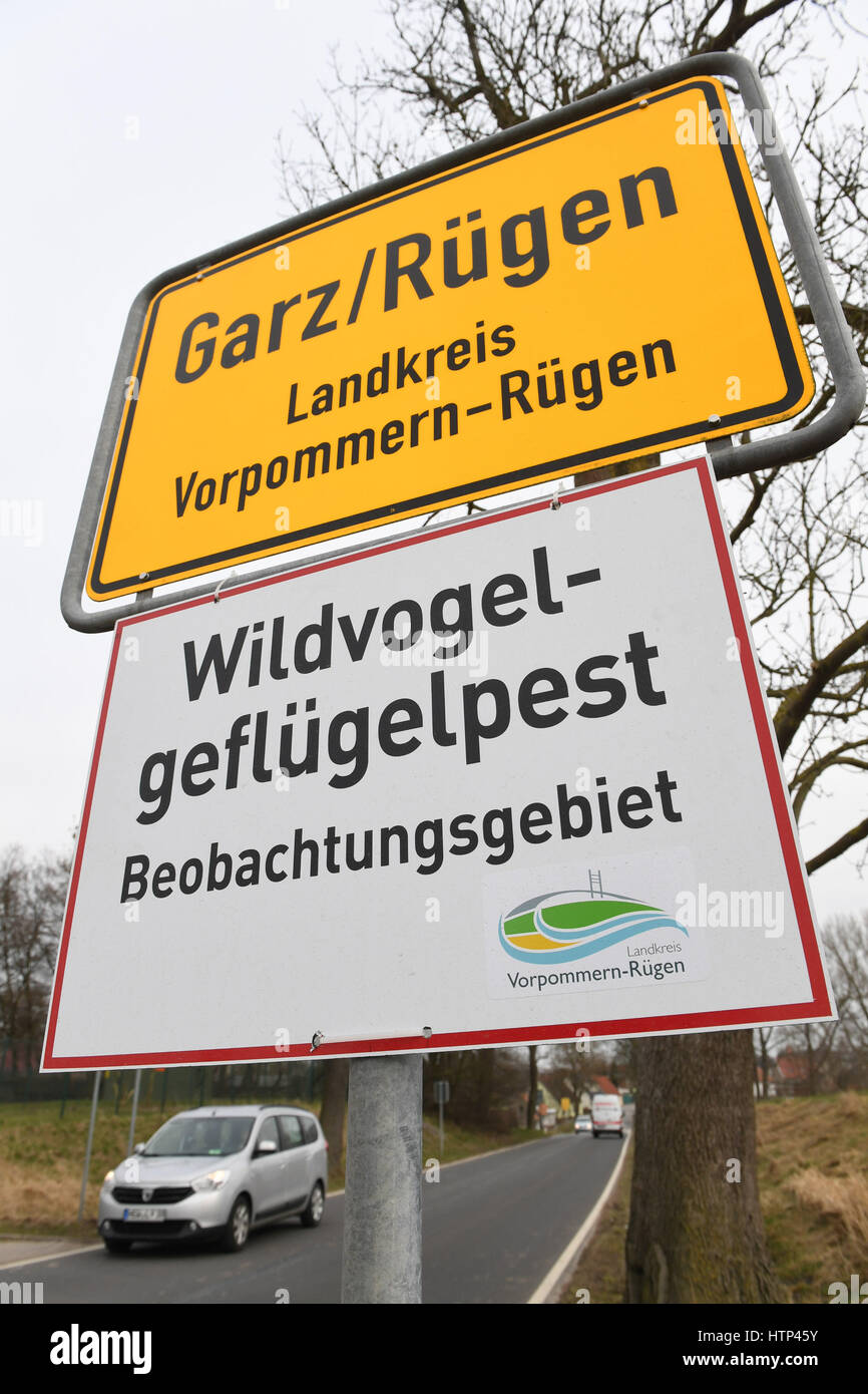 Garz, Ruegen Island, Germany. 13th Mar, 2017. A sign reading "Wildgefluegelpest: Beobachtungsgebiet" (Wild bird flu: observation area) has been mounted to the town boundary sign in Garz, Ruegen Island, Germany, 13 March 2017. Dogs and cats are not allowed to roam free. They themselves do not normally fall sick, but can spread the virus. Photo: Stefan Sauer/dpa-Zentralbild/dpa/Alamy Live News Stock Photo