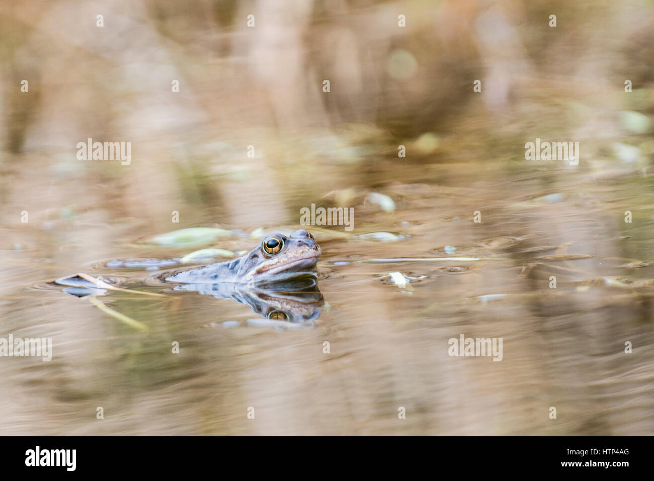 A knot of common frogs mating on a spring day in Scotland. In order to make sure that the sperm reach the eggs, the male and female get into a mating posture called amplexus. The male climbs onto the female's back and clasps his forelegs around her middle. Frogs can stay in amplexus for hours or even days as the female releases as few as one or as many as several hundred eggs. Stock Photo