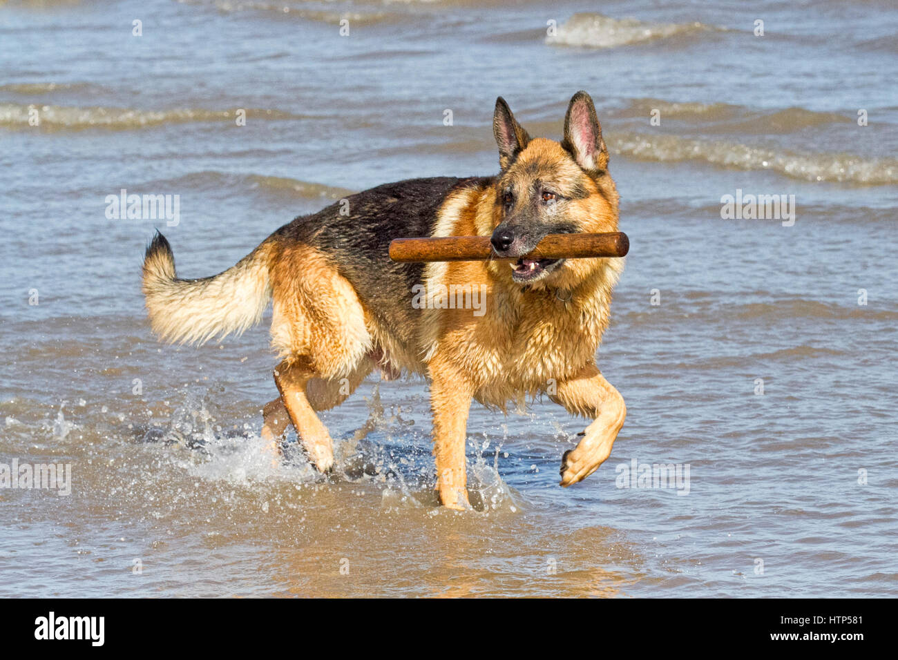 Dogs day out, Ainsdale, Merseyside. 14th March 2017. 8 year old German Shepherd 'Koto