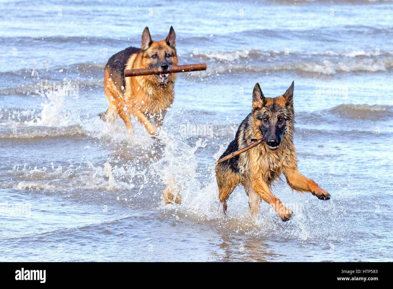 Dogs day out, Ainsdale, Merseyside. 14th March 2017. 8 year old German Shepherd 'Koto