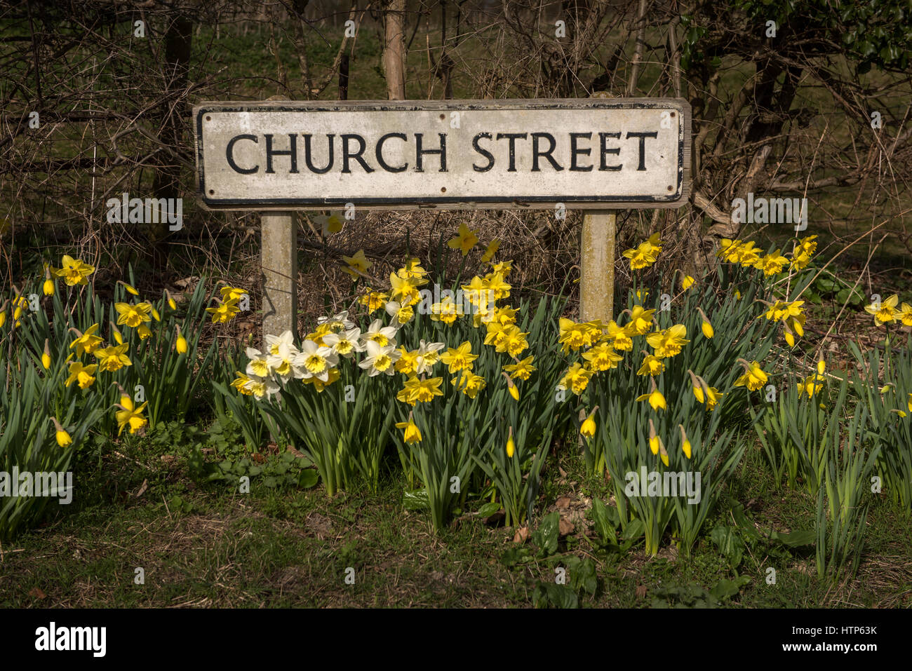 Thriplow daffodils hires stock photography and images Alamy