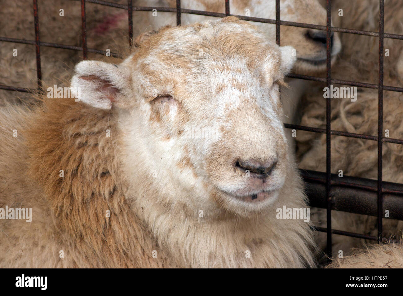Sheep in auction at Newport, Wales, United Kingdom Stock Photo