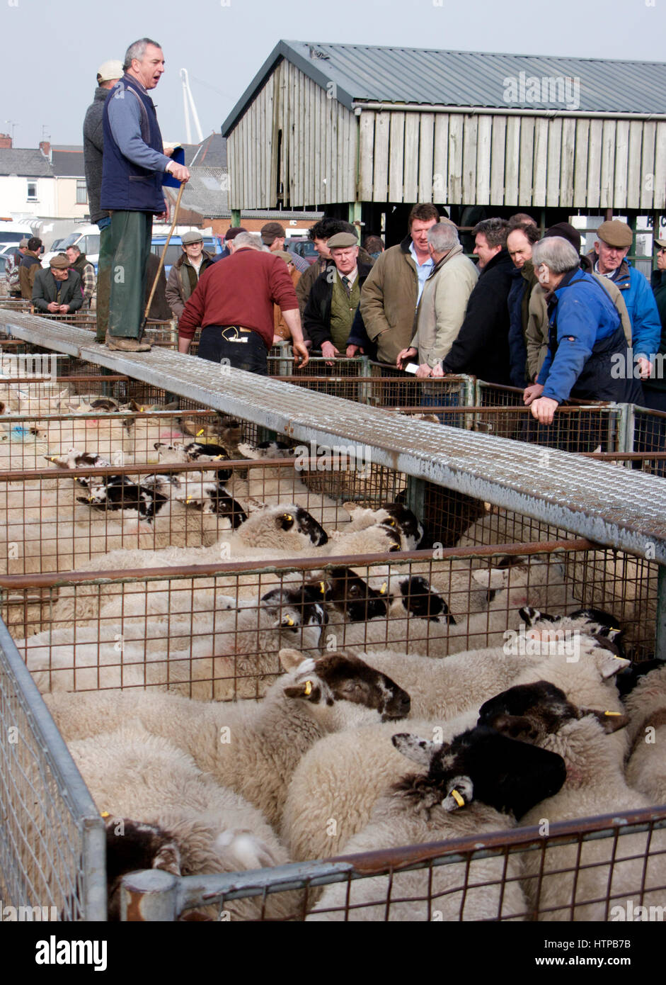 Buying sheep hires stock photography and images Alamy