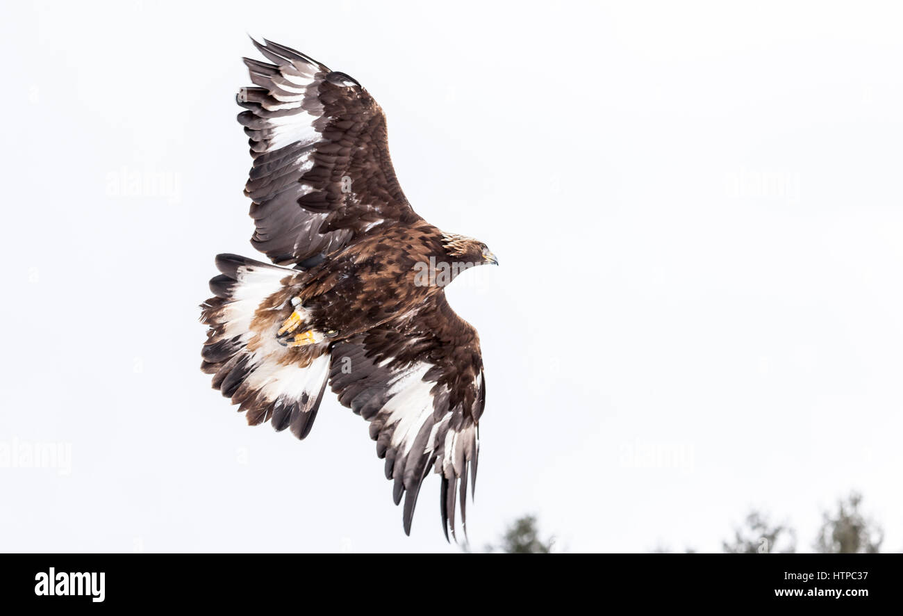 A Mature Golden Eagle Aguila Chrysaetos In Flight At A
