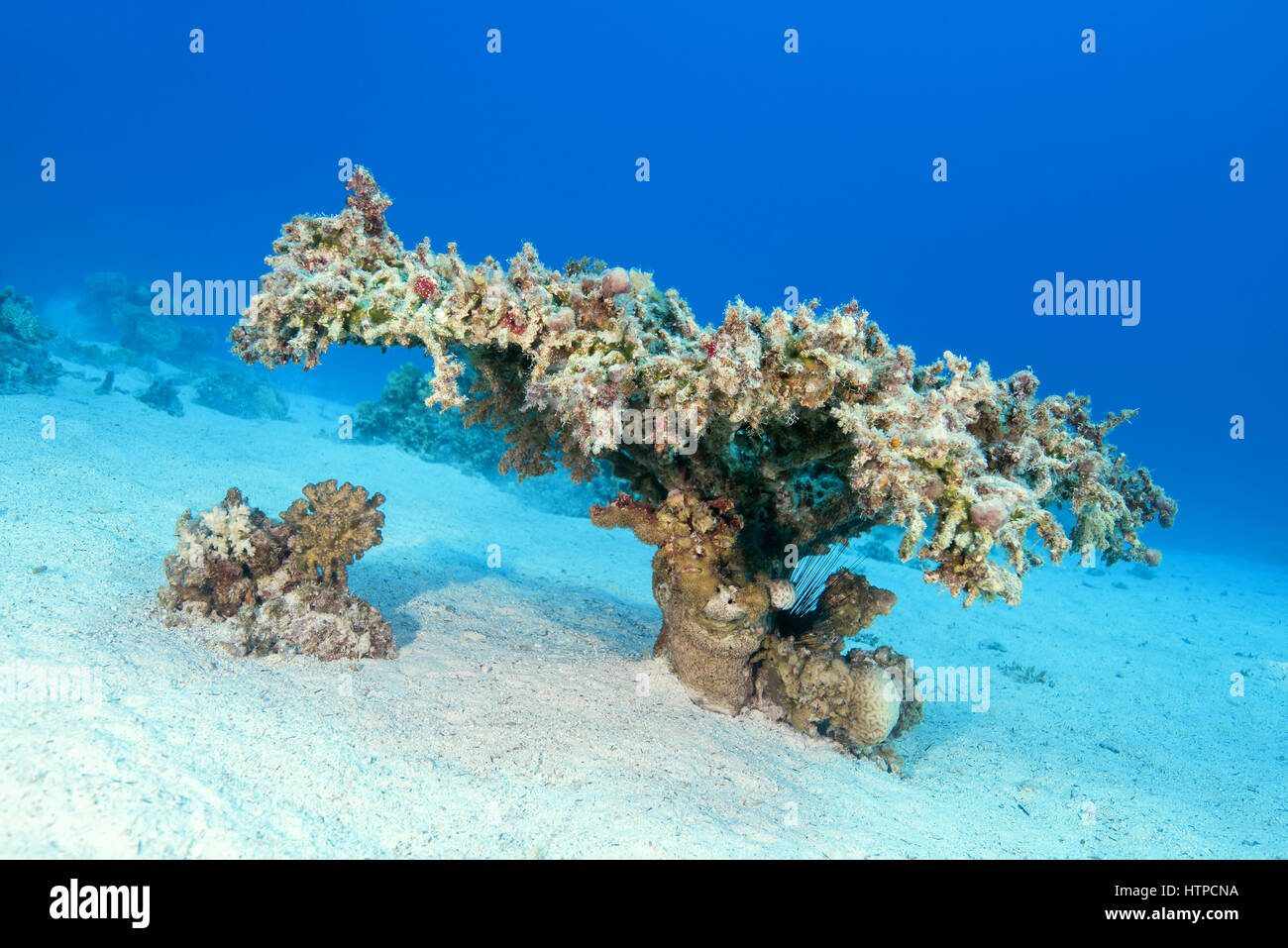 Single Table Coral (Acropora pharaonis) on sand bottom, Red sea, Sharm El Sheikh, Sinai Peninsula, Egypt Stock Photo