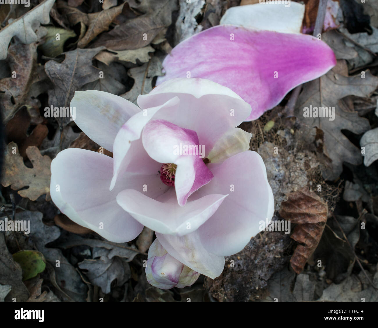 A white and pink Magnolia flower on the ground viewed from above Stock ...