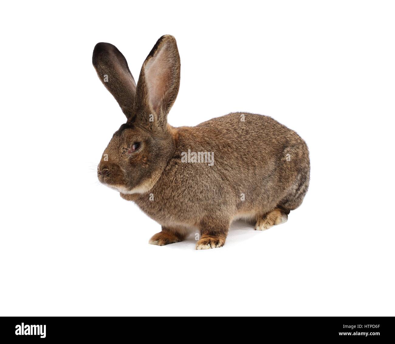 Purebred rabbit Belgian Giant on white cloth Stock Photo