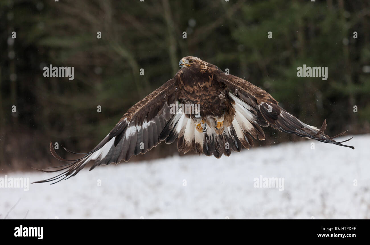 A Mature Golden Eagle Aguila Chrysaetos In Flight At A