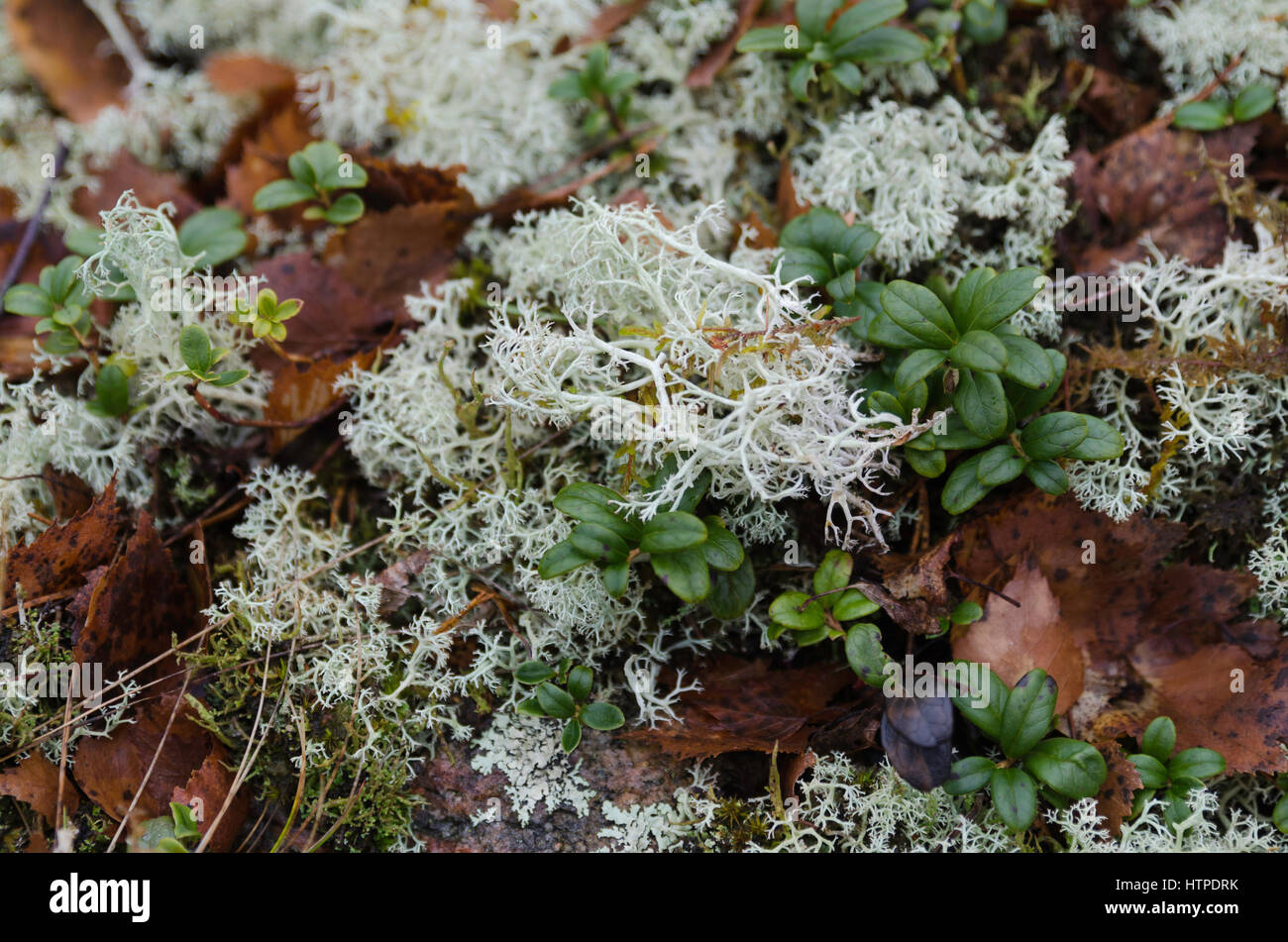 some white moss and lingonberry rice in the forrest Stock Photo