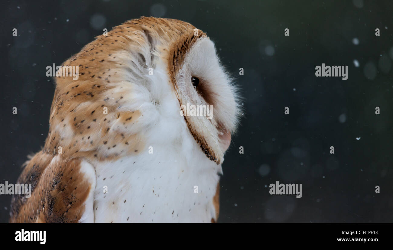 The Barn Owl Tyto Alba Is The Most Widely Distributed Species Of