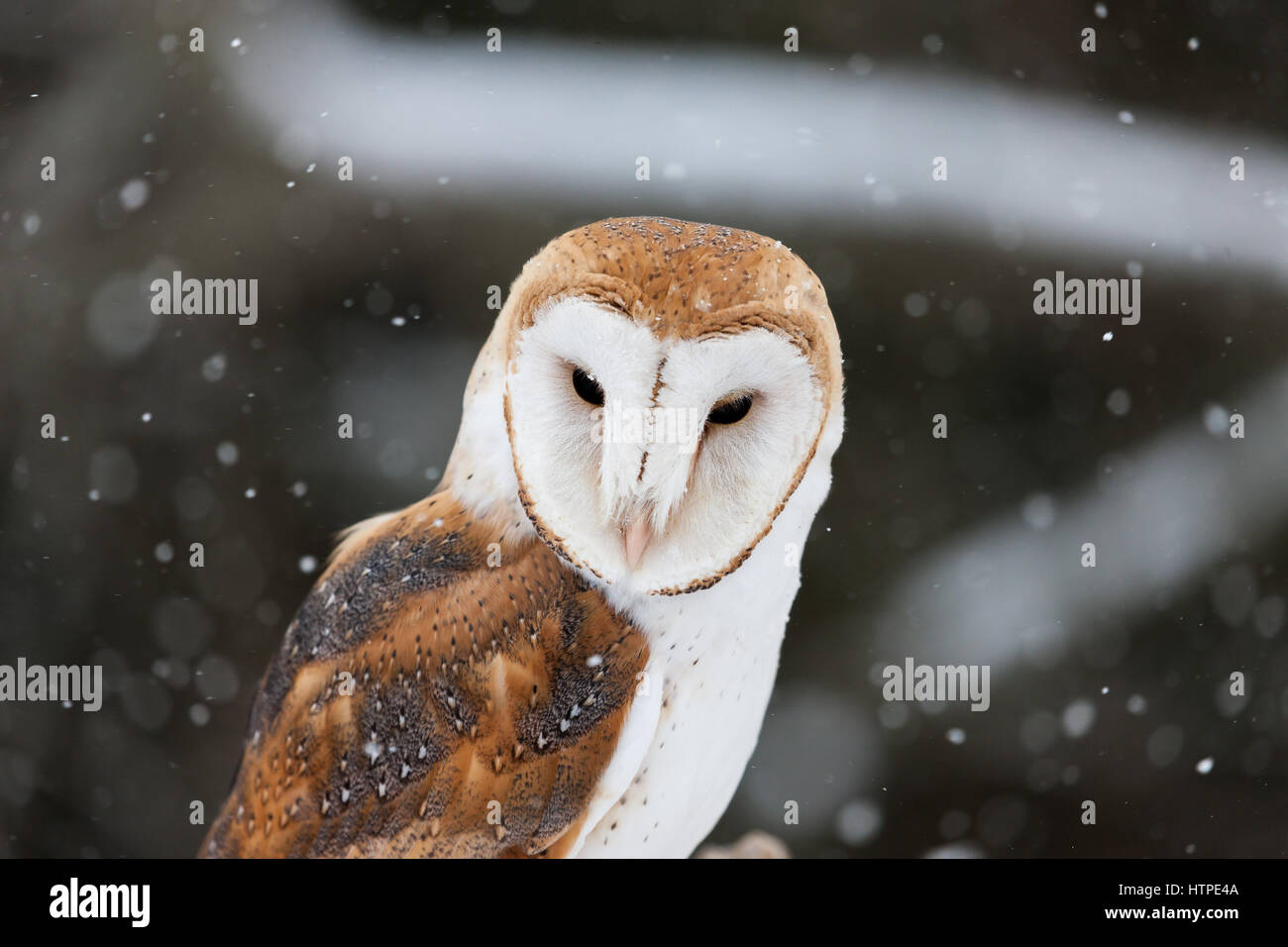 Widely distributed bird species hi-res stock photography and images - Alamy