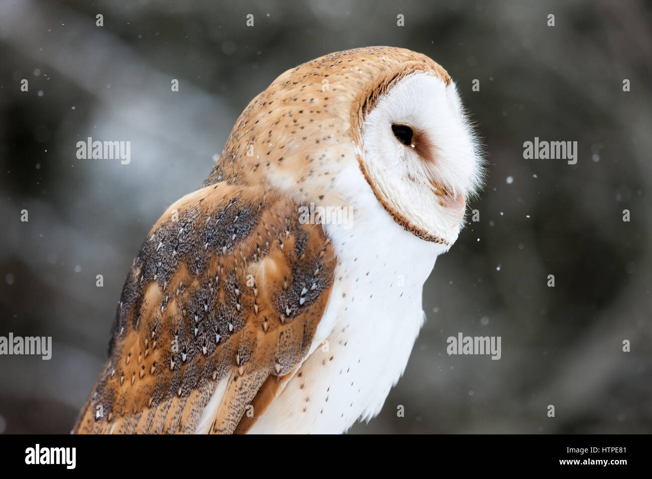The Barn Owl Tyto Alba Is The Most Widely Distributed Species Of