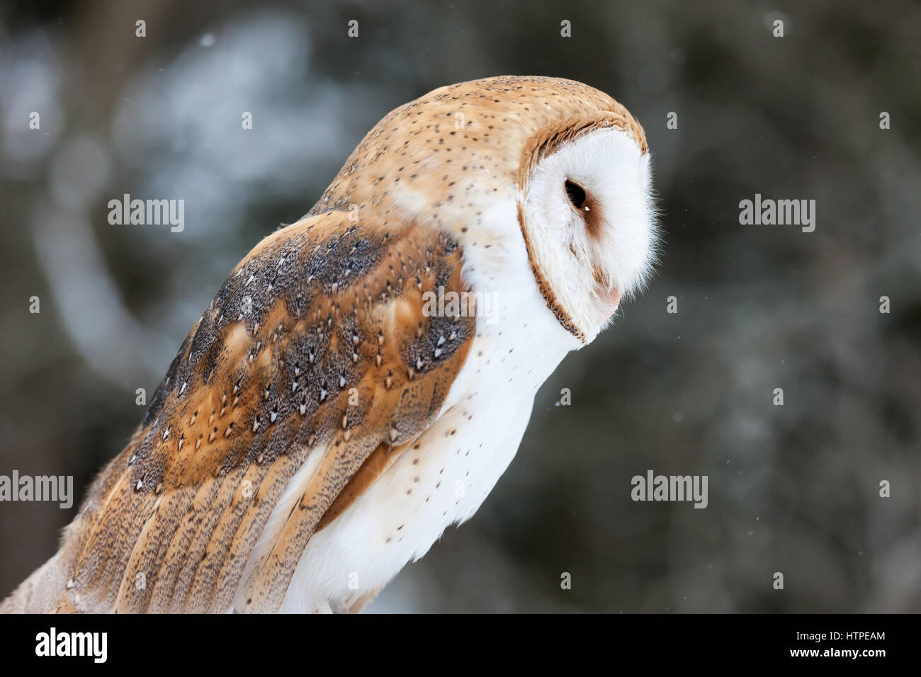 The Barn Owl Tyto Alba Is The Most Widely Distributed Species Of