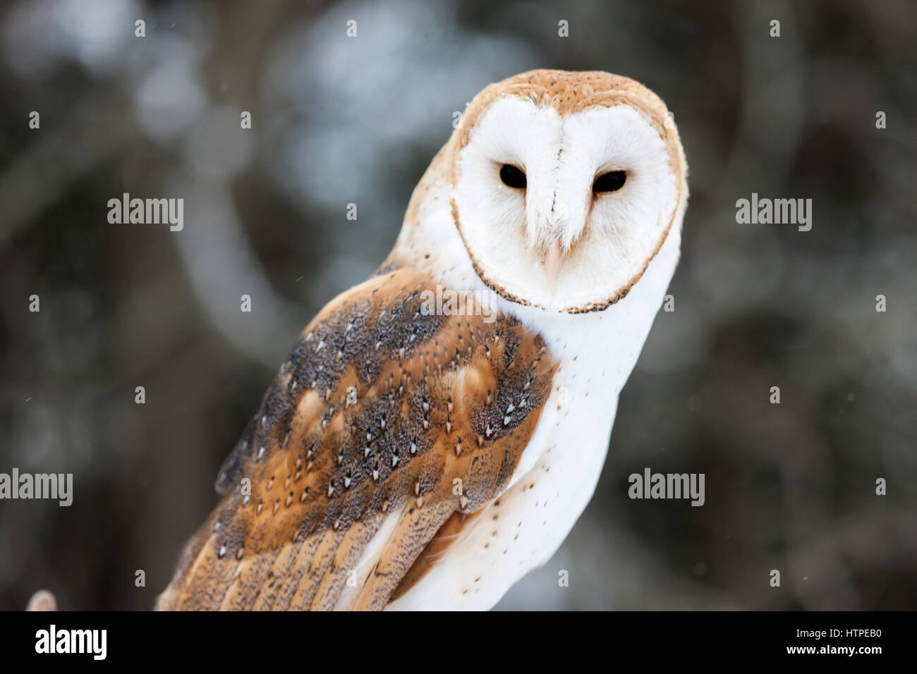 The Barn Owl Tyto Alba Is The Most Widely Distributed Species Of