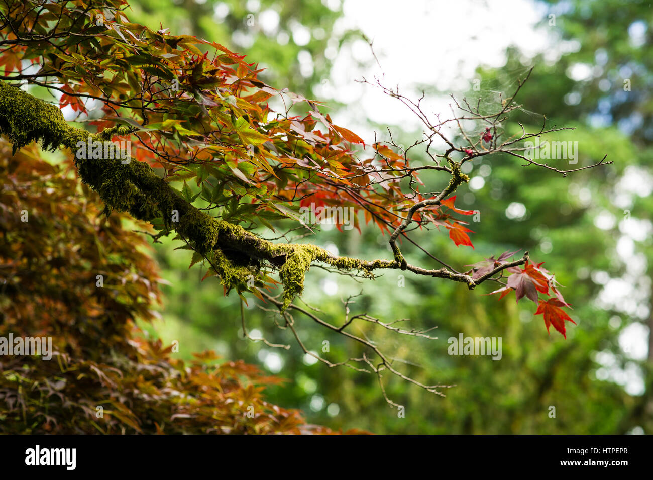 Autumn background, maple tree covered detail in moss Stock Photo