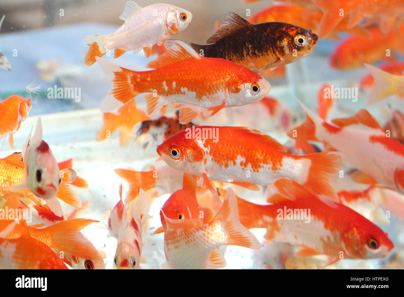 Sell aquarium fish hires stock photography and images Alamy