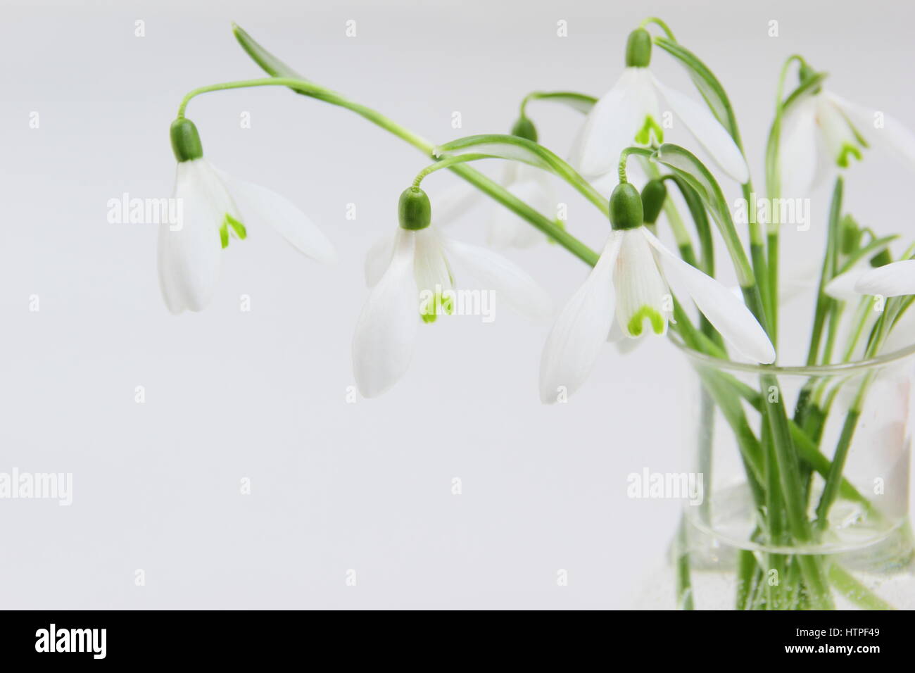 A bunch of freshly picked single flower snowdrops (galanthus) in a glass vase against white background in an English home in February Stock Photo