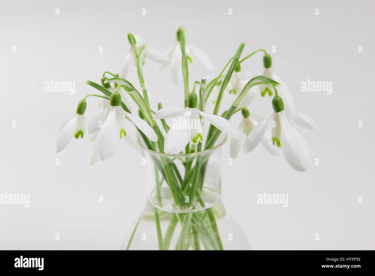 A bunch of freshly picked single flower snowdrops (galanthus) in a glass vase against white background in an English home in February Stock Photo