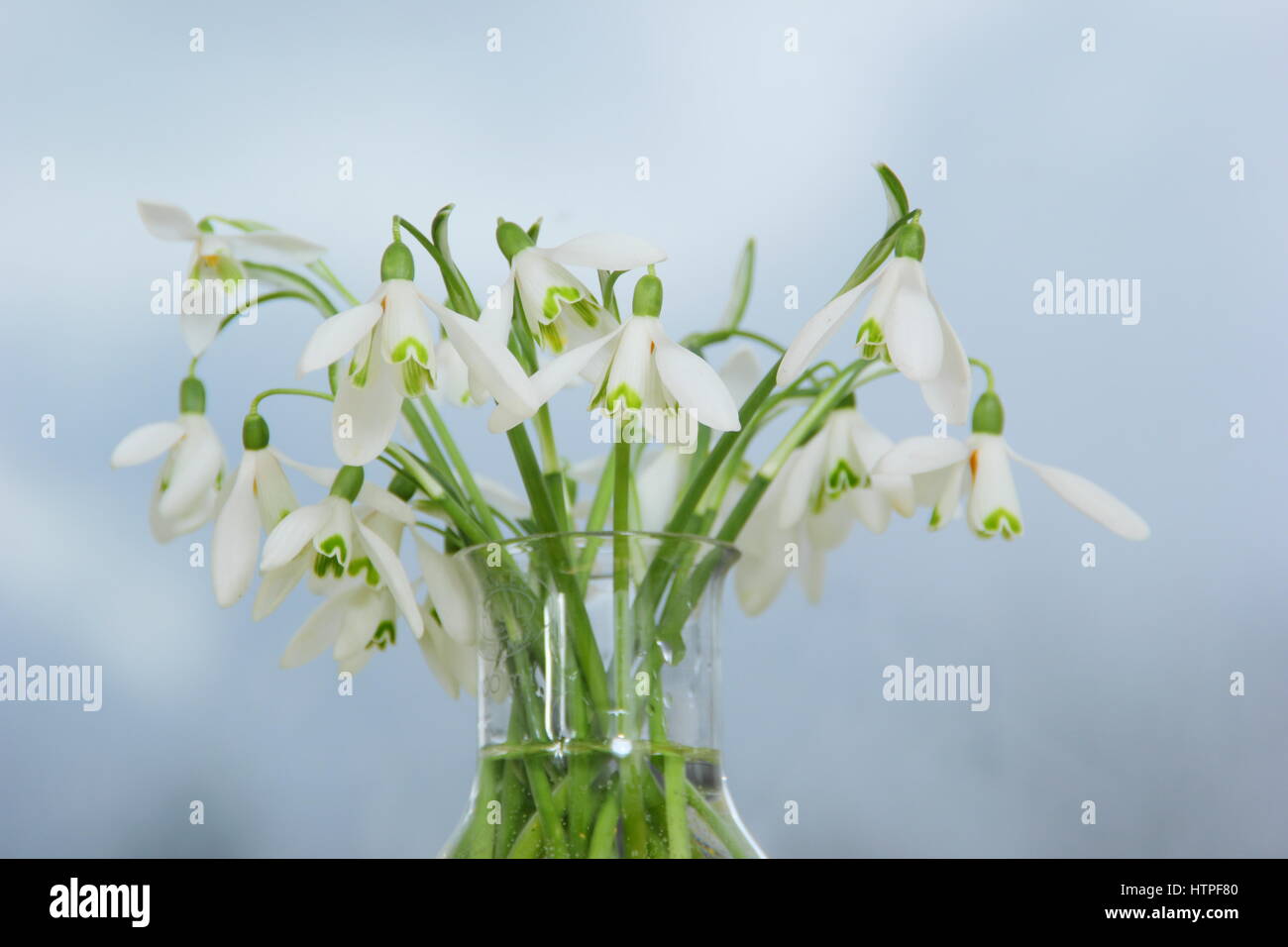 A bunch of freshly picked single flower snowdrops (galanthus) in a glass vase on a windowsill in an English home in February Stock Photo