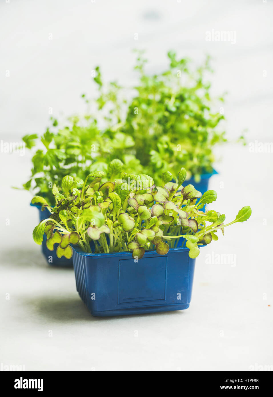 Fresh spring green live radish kress sprouts in blue plastic pots over white marble background for healthy eating, selective focus. Clean eating, diet Stock Photo
