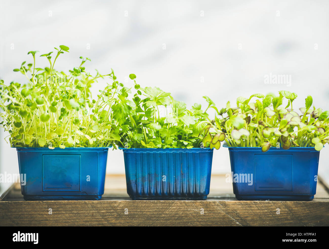 Radish cress, water cress and coriander sprouts in blue plastic pots ...