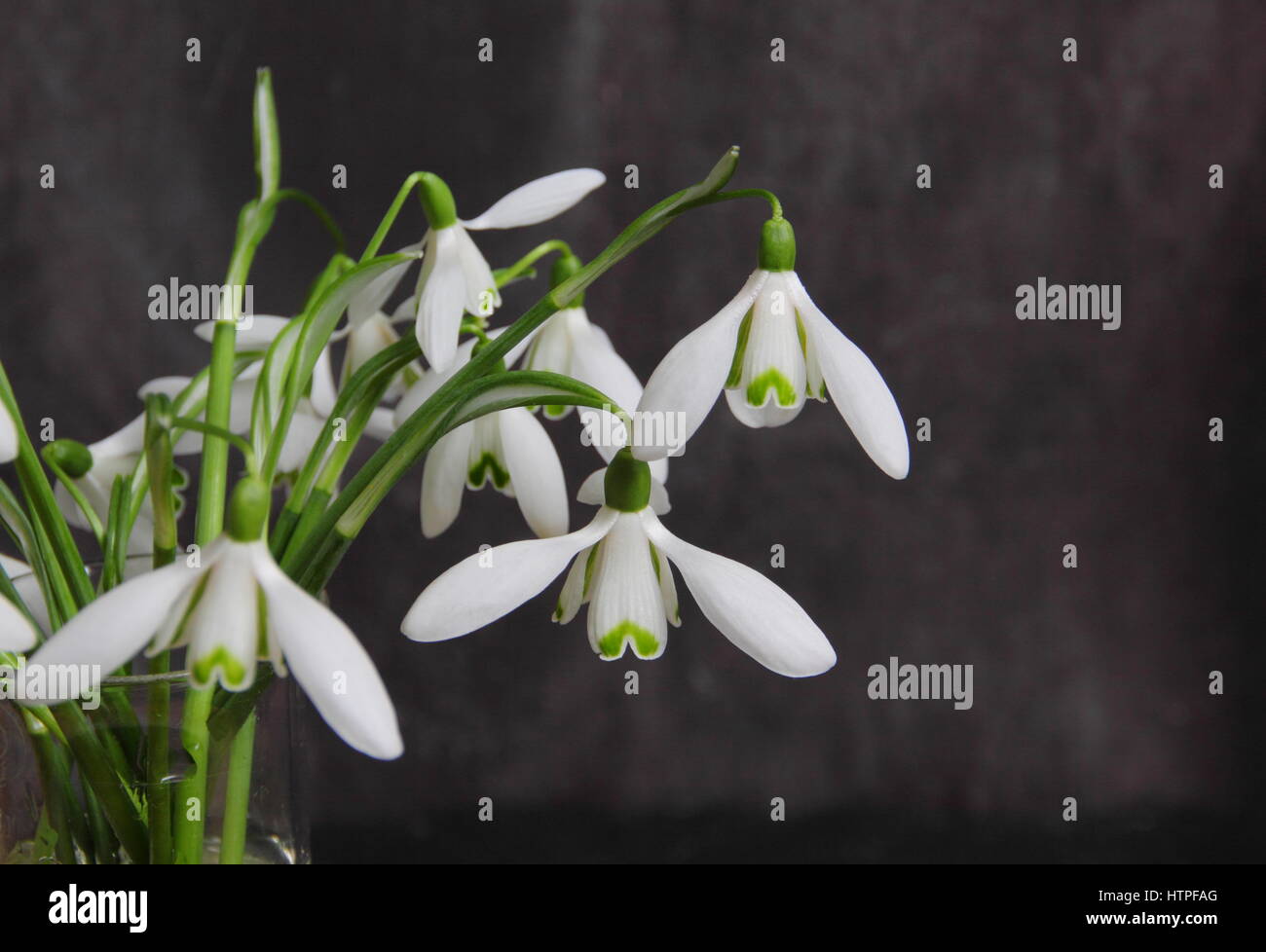 A bunch of freshly picked single flower snowdrops (galanthus) in a glass vase against slate background, late February, UK Stock Photo