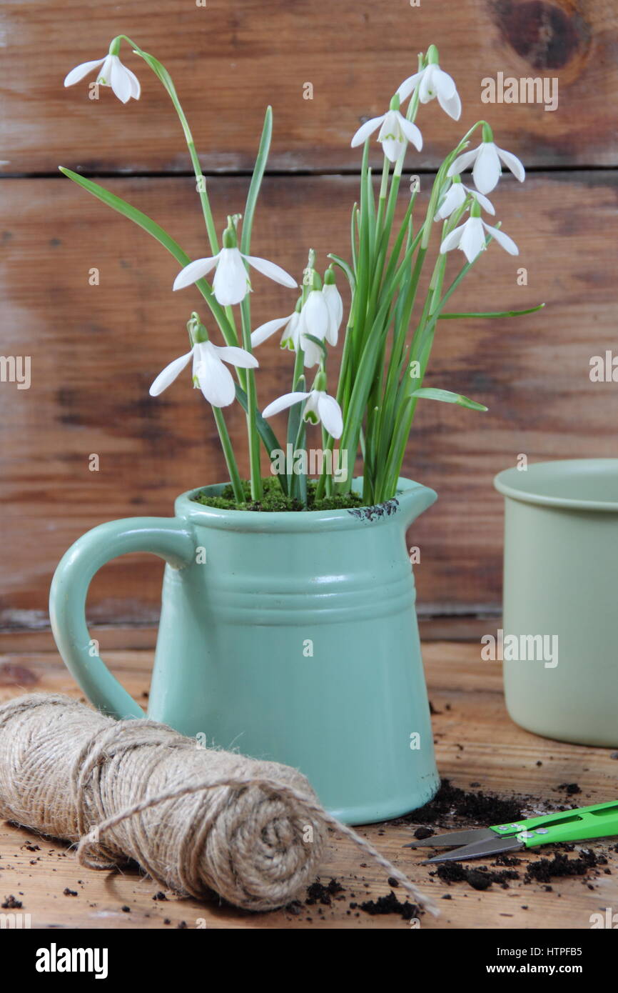 Decorative enamel jug planted with snowdrops (galanthus nivalis) for indoor display - on a wooden table with garden snips, string and enamel mug Stock Photo