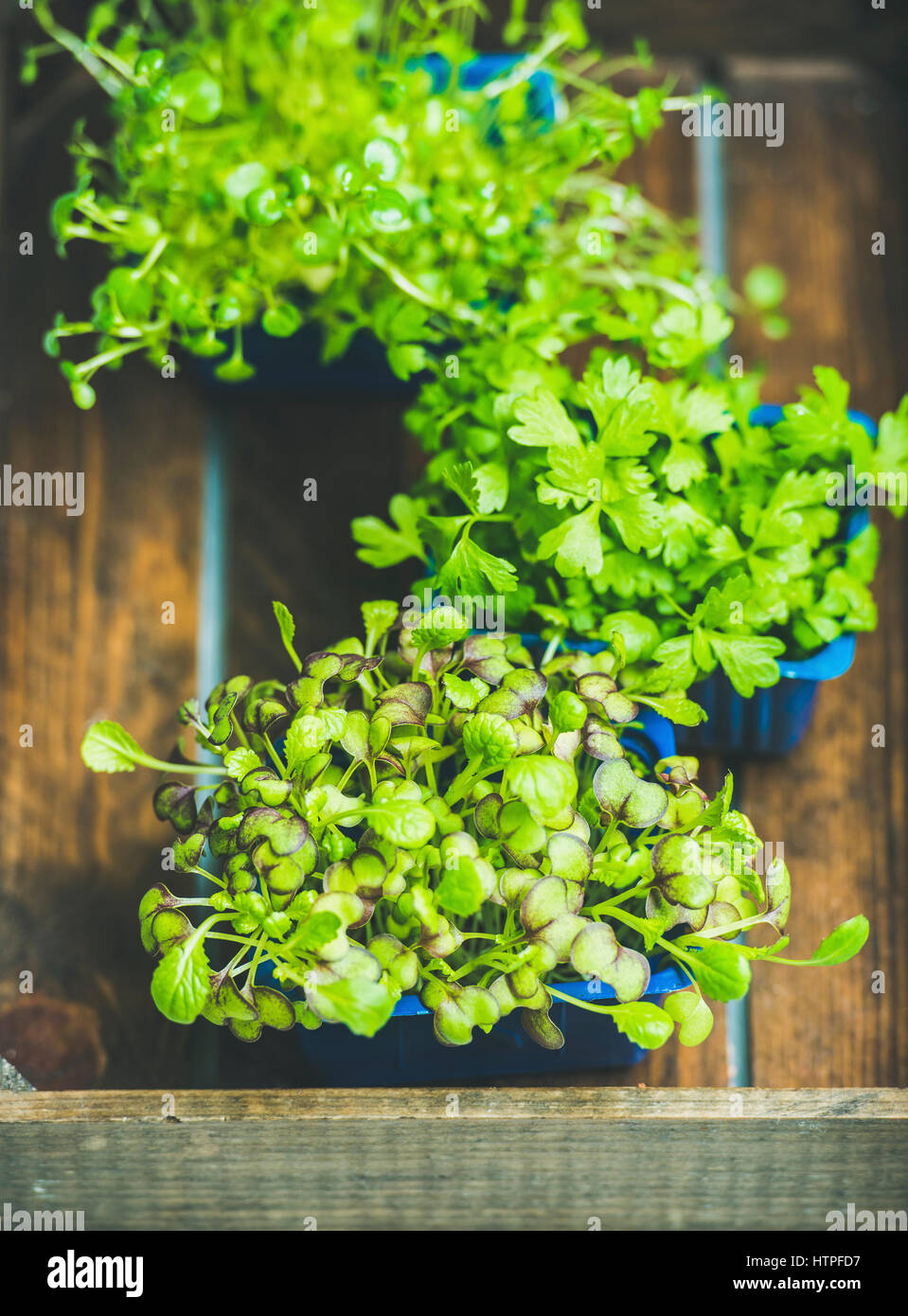Radish cress, water cress and coriander sprouts in blue plastic pots Stock Photo