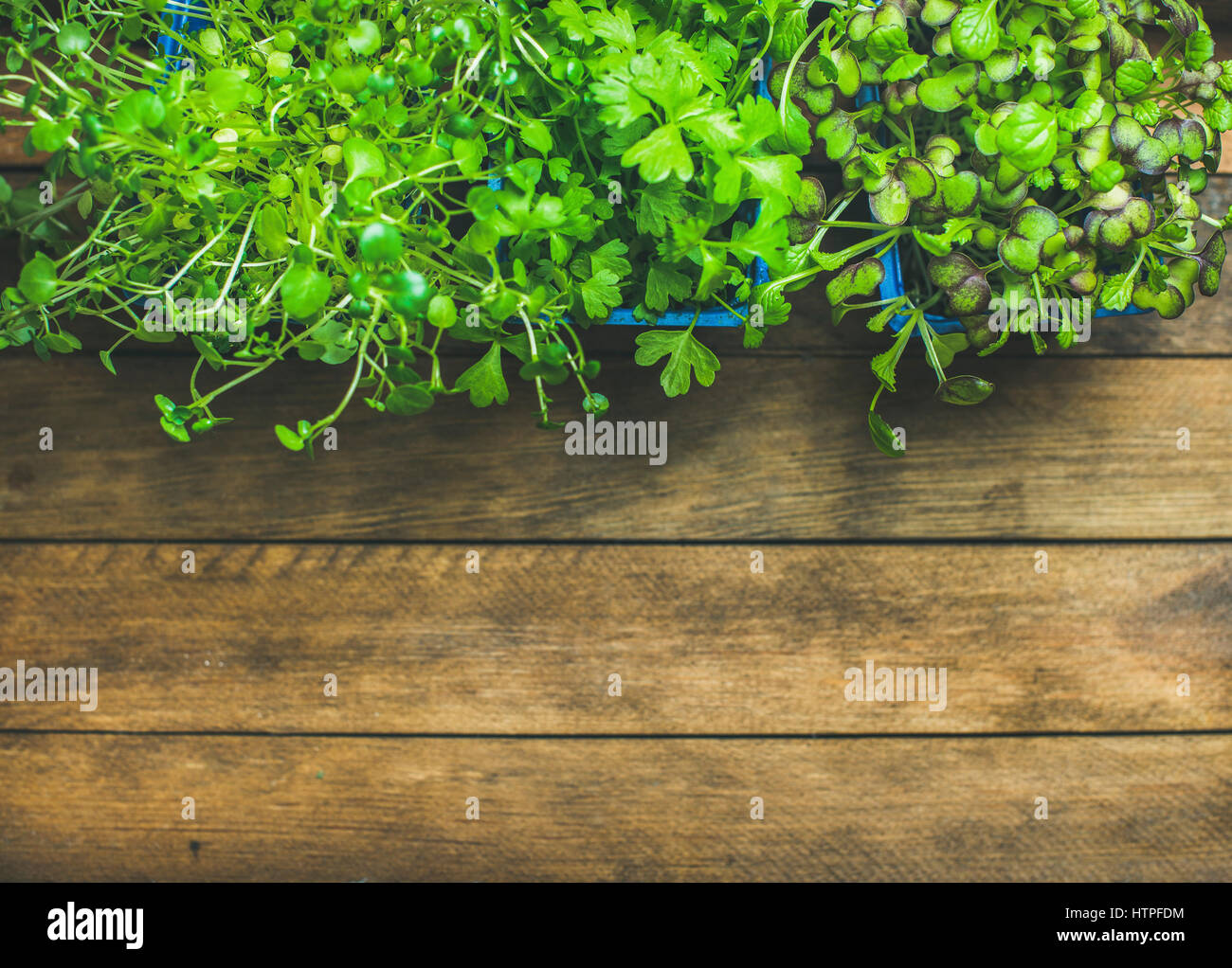 Radish cress, water cress and coriander sprouts in blue plastic pots Stock Photo