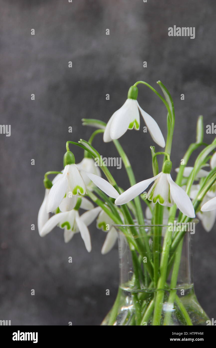 A bunch of freshly picked single flower snowdrops (galanthus) in a glass vase against slate background, late February, UK Stock Photo