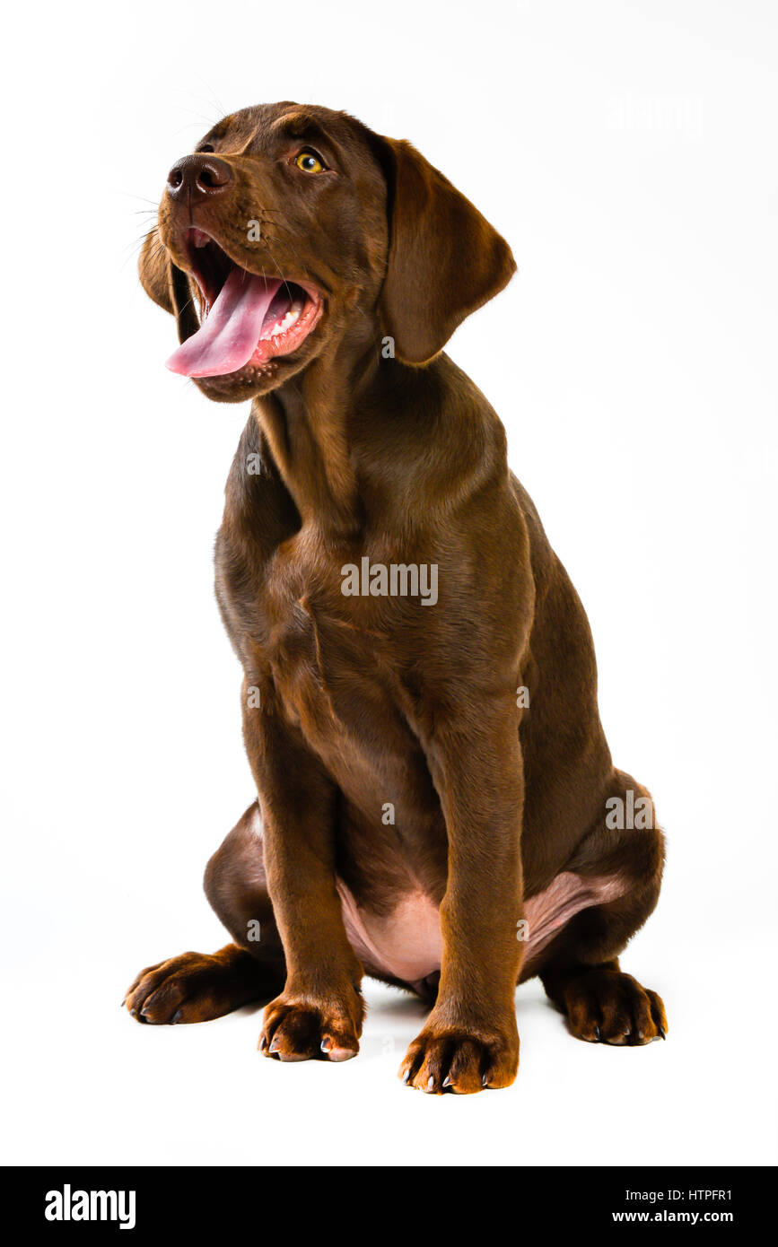 A Brown Or Chocolate Labrador Retriever Puppy Dog Siting On White Background Stock Photo Alamy