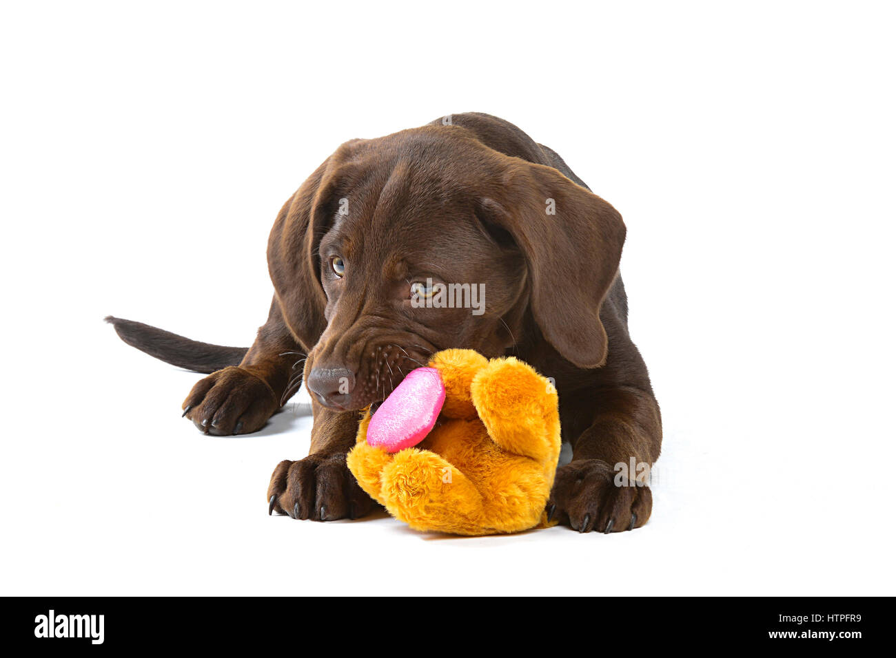 chocolate labrador soft toy