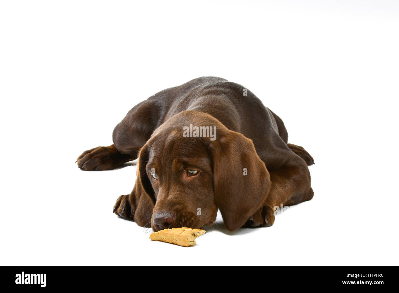 A brown or 'Chocolate' Labrador Retriever puppy dog lying down on white background while chewing on a dog biscuit Stock Photo