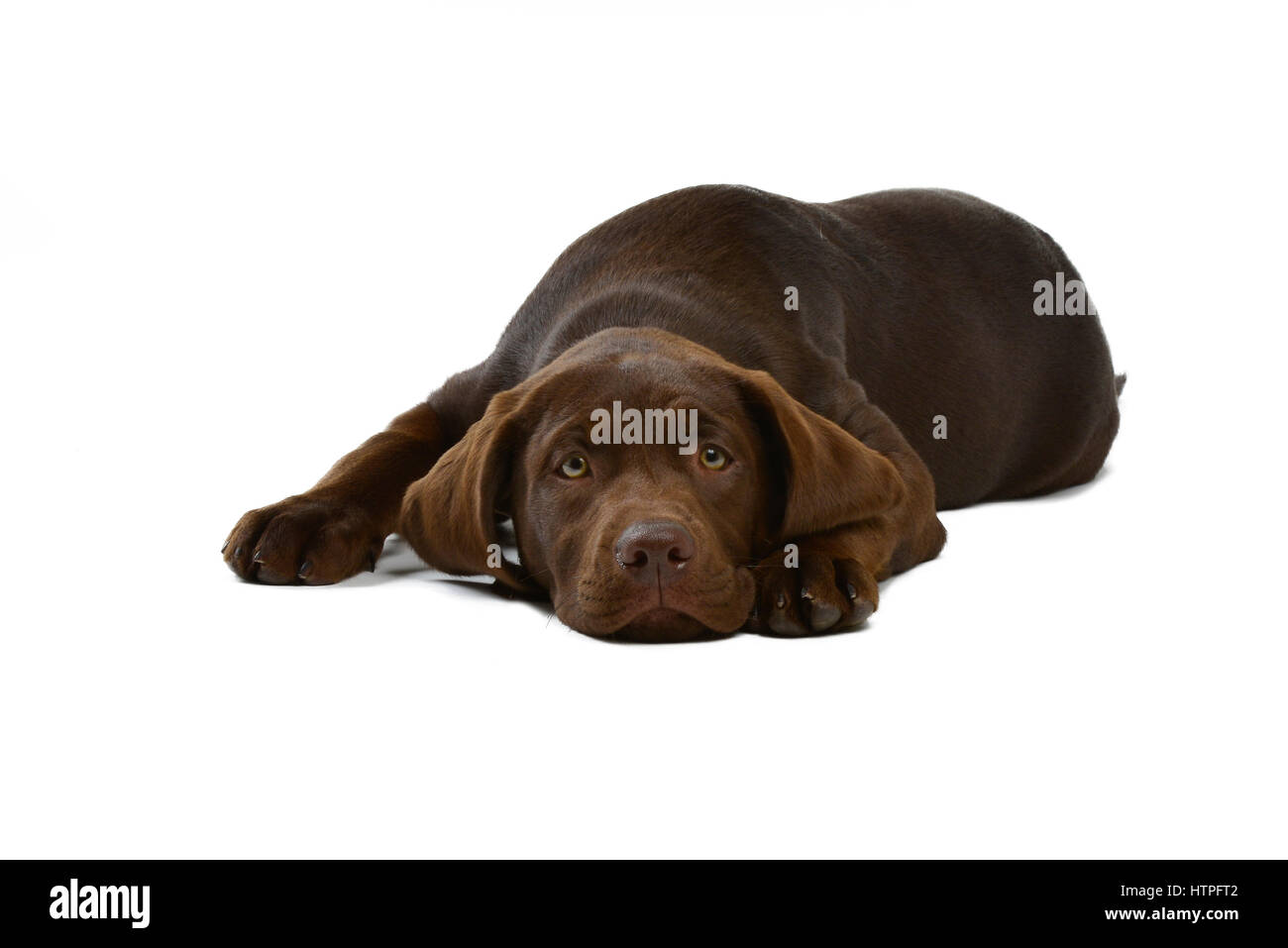 A brown or 'Chocolate' Labrador Retriever puppy dog lying down on white background Stock Photo