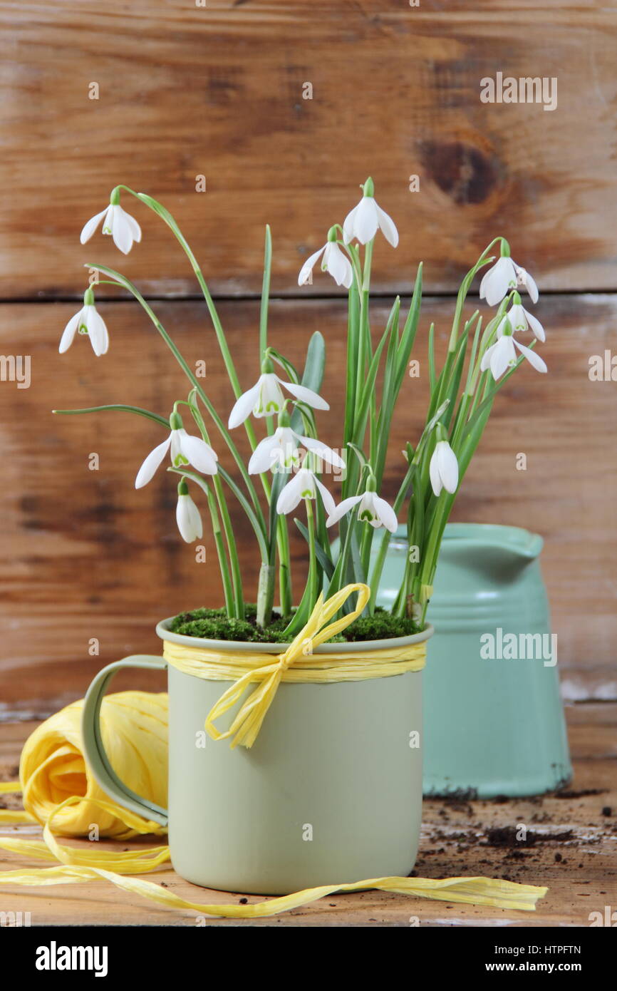 Frehsly planted snowdrops (galanthus nivalis) in enamel mug decorated with yellow raffia for indoor display - seen with snips, string and watering jug Stock Photo